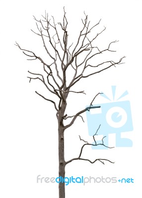 Dead And Dry Tree Is Isolated On White Background Stock Photo