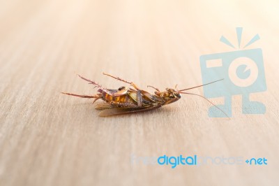 Dead Cockroach On Wood Background Stock Photo