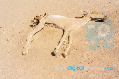 Dead Donkey In The Desert Stock Photo