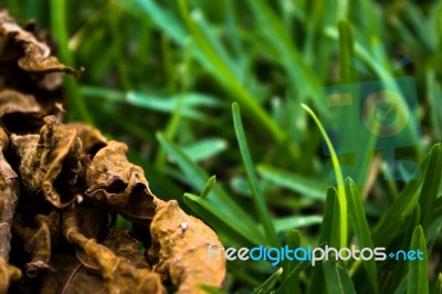 Dead Leaf Lying On Freah Green Grass Stock Photo