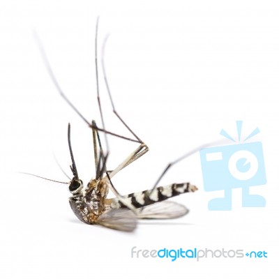 Dead Mosquito Isolated On White Background Stock Photo