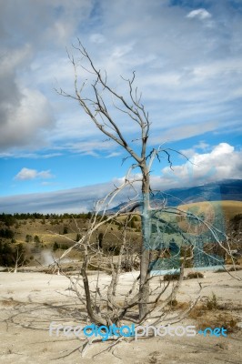 Dead Tree At Mammoth Hot Springs Stock Photo