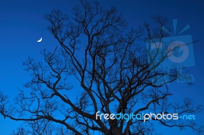 Dead Tree At Night With A Half-moon Stock Photo