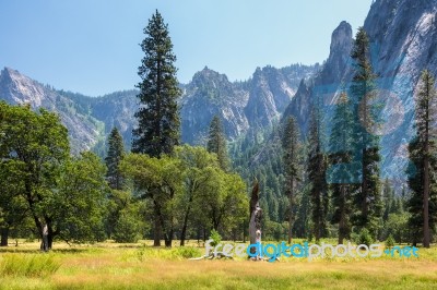 Dead Tree In The Yosemite Landscape Stock Photo