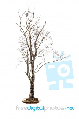 Dead Tree Isolated On White Background Stock Photo