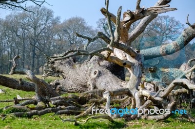 Dead Tree Looking Like A Giant Squid In West Grinstead Stock Photo