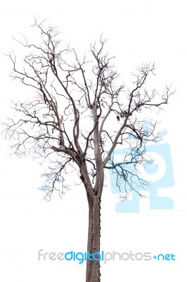 Dead Tree On White Background Stock Photo