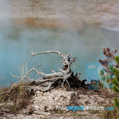 Dead Tree Stump At The Grand Prismatic Spring Stock Photo