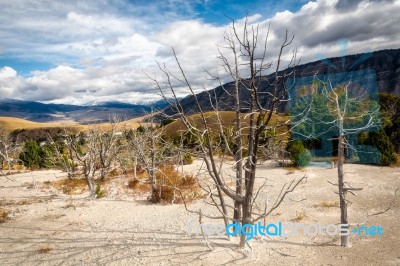 Dead Trees At Mammoth Hot Springs Stock Photo