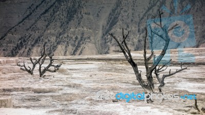 Dead Trees At Mammoth Hot Springs Stock Photo