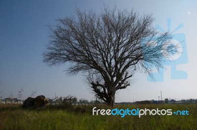 
Dead Trees Dry Lawn Vast Walls. And A Cement Mixer Crash Set As… Stock Photo