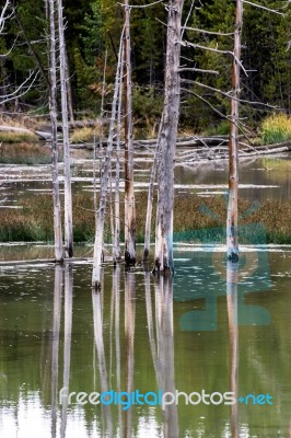 Dead Trees In A Yellowstone Lake Stock Photo