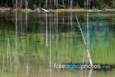 Dead Trees In A Yellowstone Lake Stock Photo