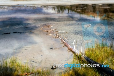 Dead Trees In The Grand Prismatic Spring Stock Photo