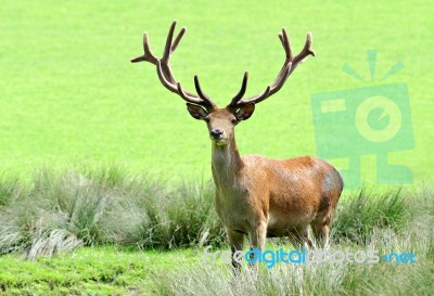 Deer Stock Photo