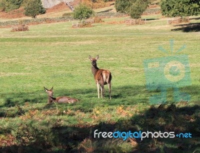 Deer At Bradgate Stock Photo