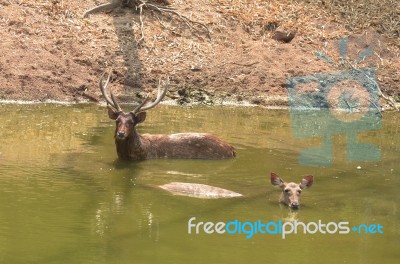 Deer Family Stock Photo