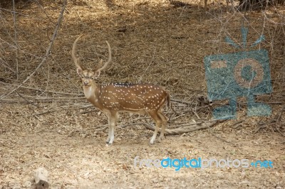 Deer In Forest Stock Photo