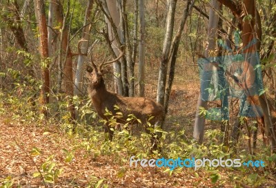 Deer In Forest Stock Photo