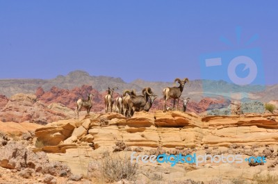 Deer In The Nevada Desert Stock Photo