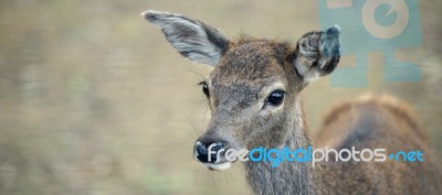 Deer Outside During The Day Stock Photo