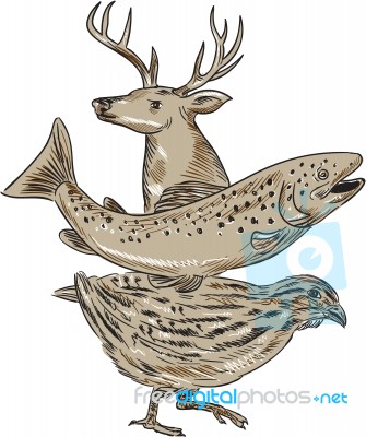 Deer Trout Quail Drawing Stock Image