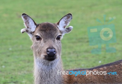 Deer With Ripped Ears Stock Photo