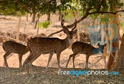 Deers In Forestac Stock Photo