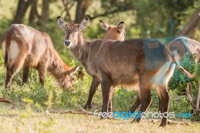 Defassa Waterbuck Antelope In Ngorongoro Stock Photo