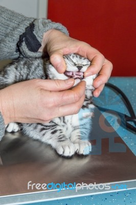 Dental Check Of Young Cat By Veterinarian Stock Photo