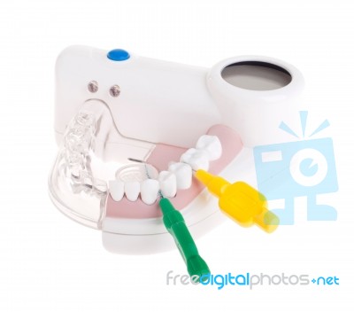 Dental Model Stock Photo