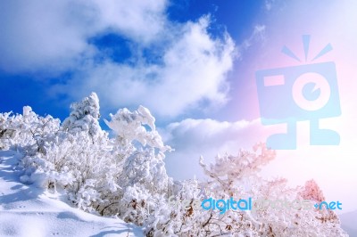 Deogyusan Mountains Is Covered By Snow In Winter,south Korea Stock Photo