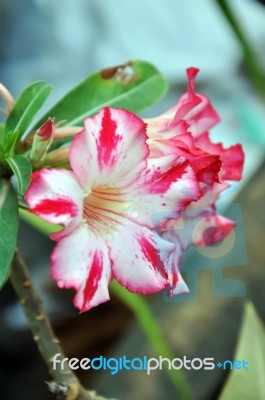 Desert Rose Flowers Stock Photo - Royalty Free Image ID 100215860