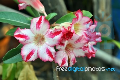 Desert Rose Flowers Stock Photo