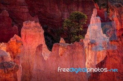 Detail From Bryce Canyon Southern Utah Stock Photo
