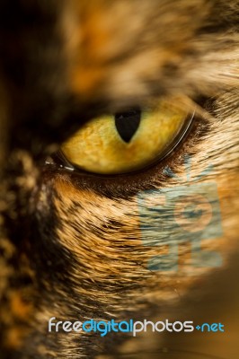 Detail Of Cat's Eye Stock Photo