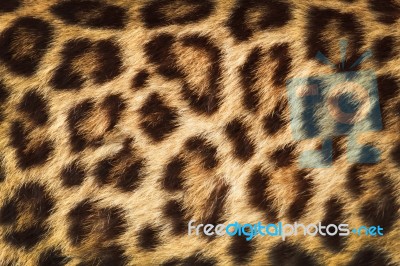 Detail  Skin  Of  Leopard; Leopard Texture Stock Photo