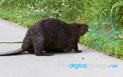 Detailed Closeup Of A Funny North American Beaver In Front Of The Grass Stock Photo