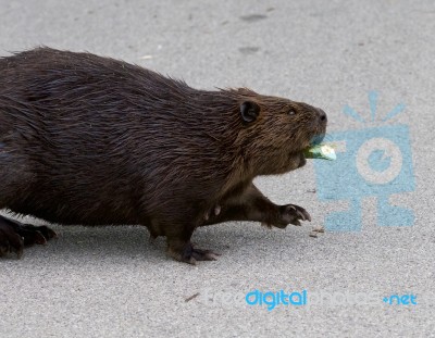 Detailed Closeup Of A Funny North American Beaver Walking Somewhere Stock Photo