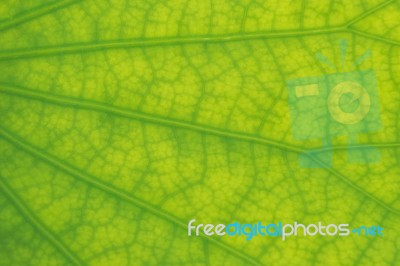 Detailed Lotus Leaf In Close Up For Background, Texture Stock Photo