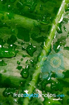 Dew On A Green Leaf Beautifully Detailed Stock Photo