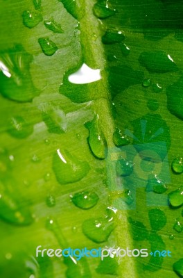Dew On A Green Leaf Beautifully Detailed Stock Photo