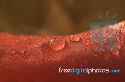 Dew On A Poppys Petal Stock Photo