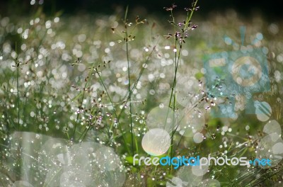 
Dew On The Grass Stock Photo
