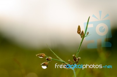 
Dew On The Grass Bright Island Beautiful Background Blur Cool Stock Photo