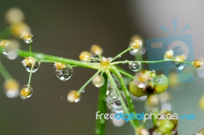 
Dew On The Grass Bright Island Beautiful Background Blur Cool Stock Photo
