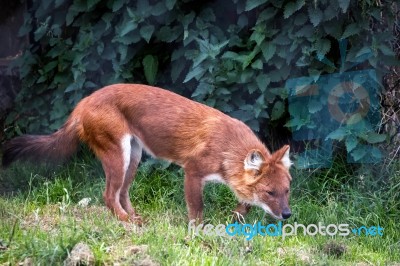 Dhole (cuon Alpinus) Also Called The Asiatic Wild Dog Or Indian Stock Photo
