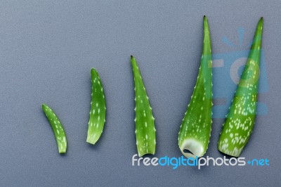 Different Size Of Aloe Vera Leaves On Gray Background. Skin Care… Stock Photo