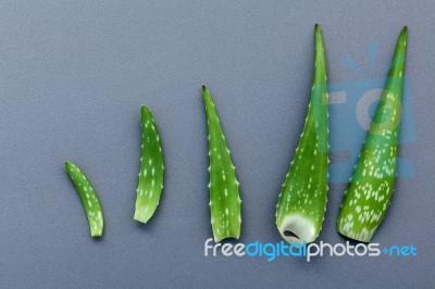 Different Size Of Aloe Vera Leaves On Gray Background. Skin Care… Stock Photo