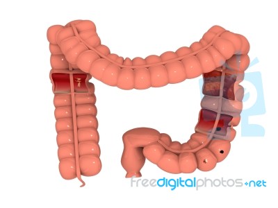 Digestive Organ Isolated Stock Image